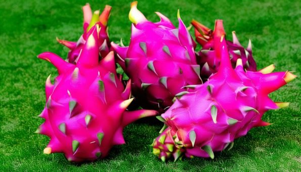Dragon Fruits